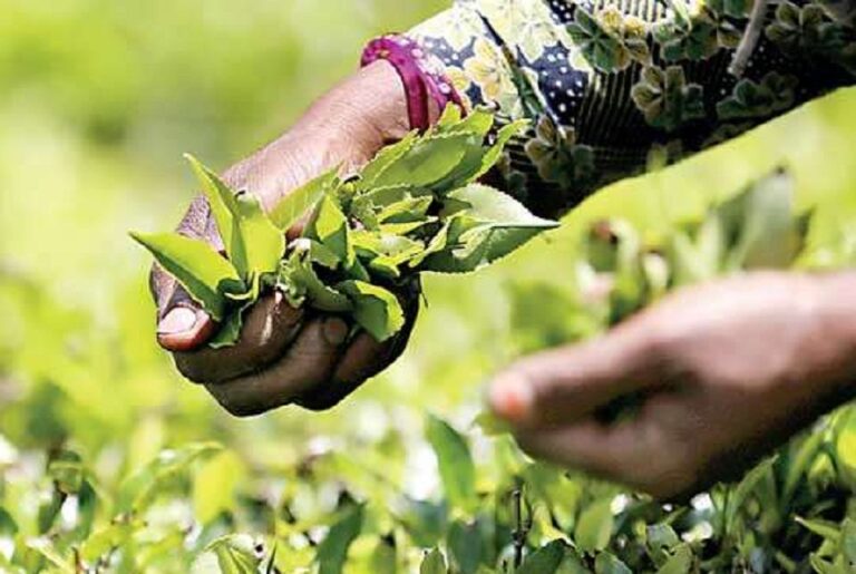 Sri Lanka 2022 tea exports to gain US$ 1.2 b in value; 250 m kgs in volume