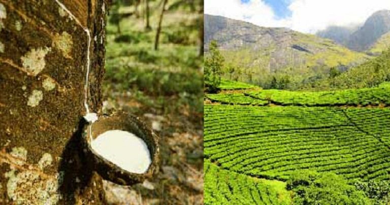 Govt. extends rural financing program for tea and rubber small holders