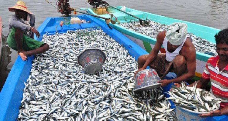 UN FAO to improve SL fisheries sector reducing post-harvest loss.