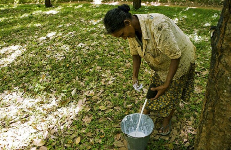Rubber exports slight decline to US $900 million in 2022 from $ 1 billion in 2021