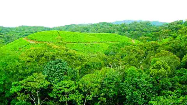 Conservator General of Forests says media reports implying SL’s forest density dropped to 16% false