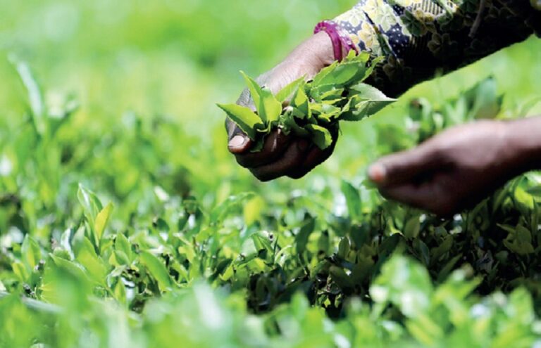 Tea export earnings down 5 percent in dollar terms, but high in rupee terms