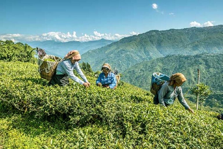 SL plantation sector to diversify its product offerings to the world