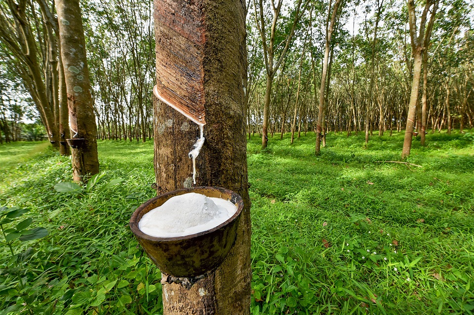 Rubber Industry Targets $2 Billion Revenue by 2030 through Innovation ...