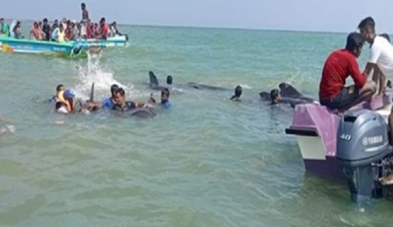 Navy renders assistance for safe release of whales stranded on Kudawa Beach, Kalpitiya