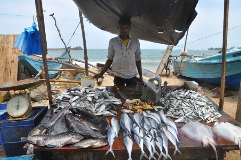 Sri Lanka’s sea food exports to further enhance with state assistance