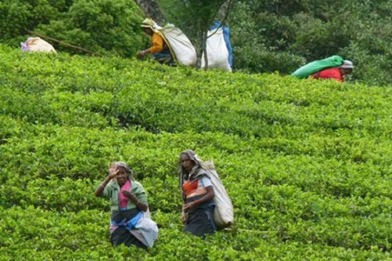 Tea prices rise YoY amidst low volumes and rupee appreciation