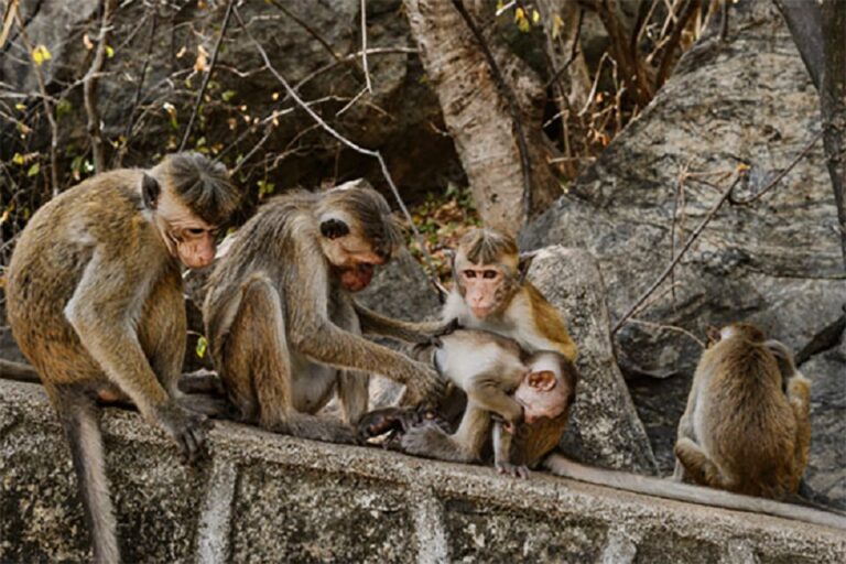 Monkey business takes a new twist with SL confirmation on China’s request