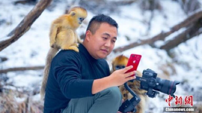 Exporting toque macaque monkeys to China: Embassy makes strong response