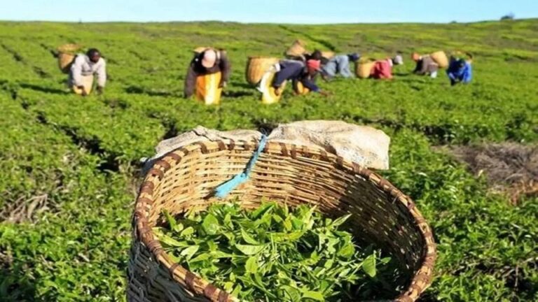 Tea exports down 22 percent in March, 15 percent in first quarter