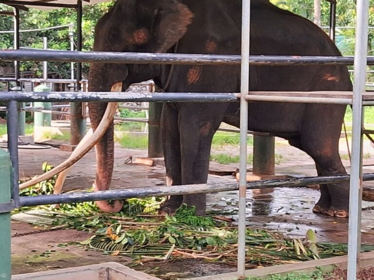Thailand’s Jumbo rescue of tusker ill-treated at Sri Lankan temple
