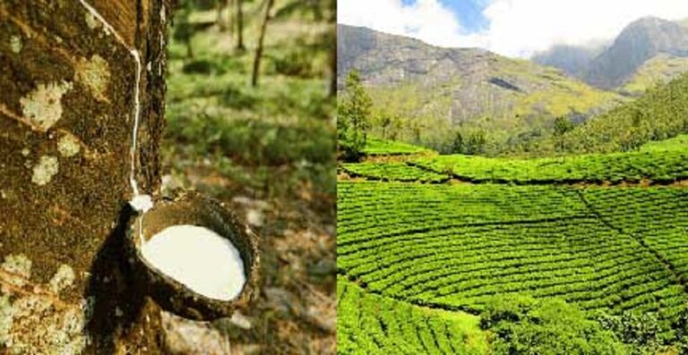 Tea and rubber production continue contraction since crackpot organic policy