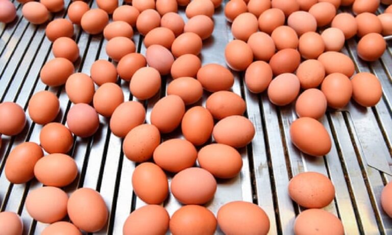 Govt to import one million eggs daily facing repercussions of past blunders.