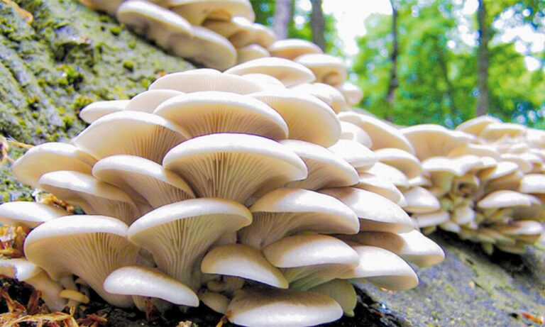 Two new mushroom species to hit the Colombo market soon