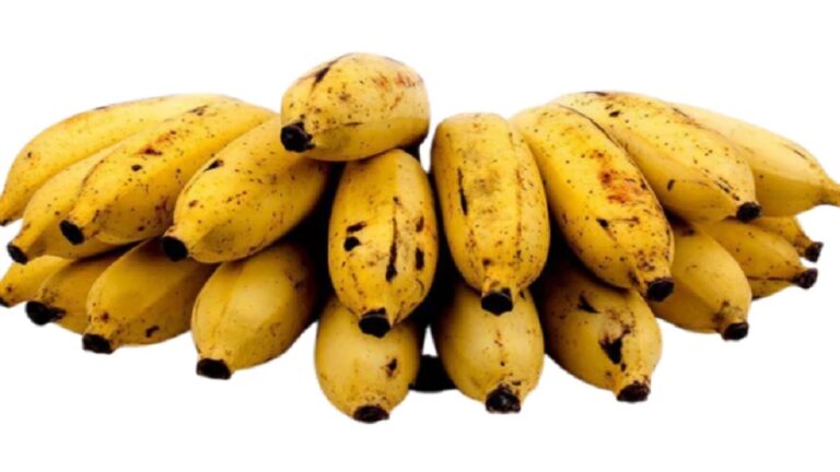 SL to send first consignment of organic sour bananas to Dubai
