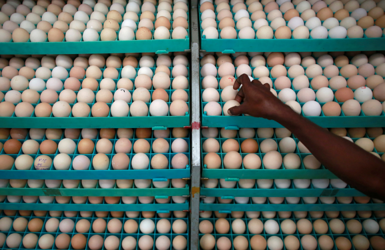 Sri Lanka imports Indian eggs to combat monopoly hits a hitch