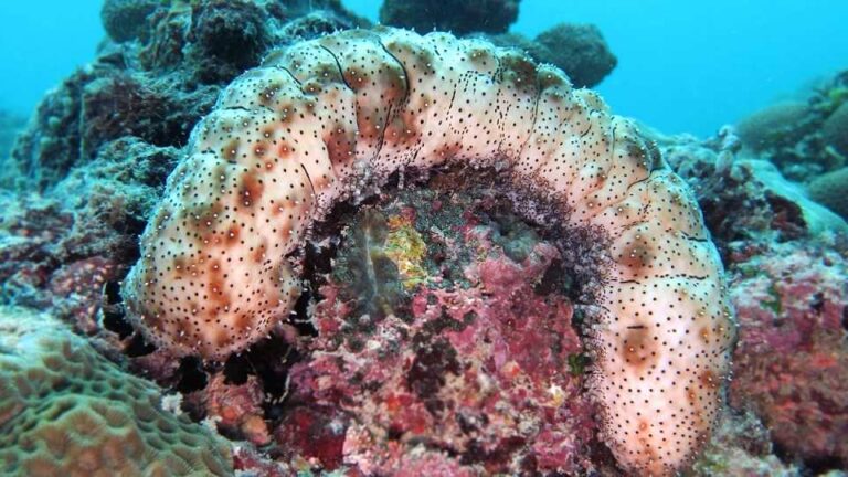 Stringent regulations to combat illicit practices of sea cucumber farms