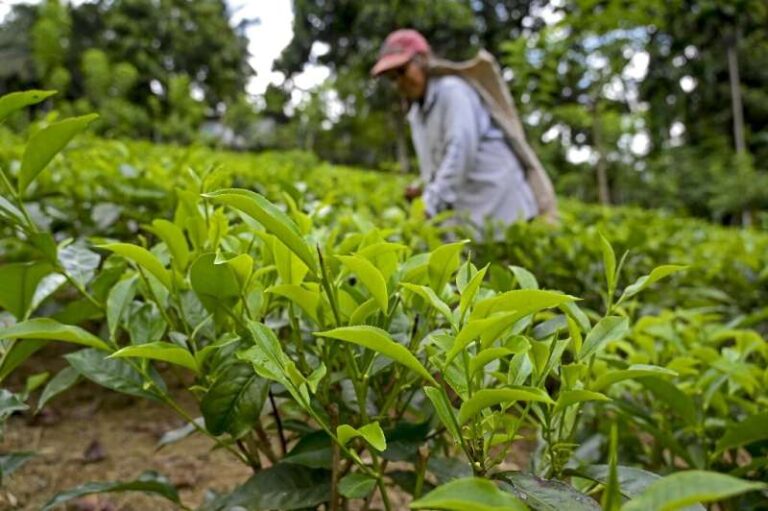 Tea crop improves marginally in April despite fertilizer issues