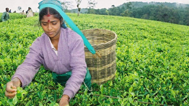 Tea exports soar while crop volume dips in the first four months of 2023