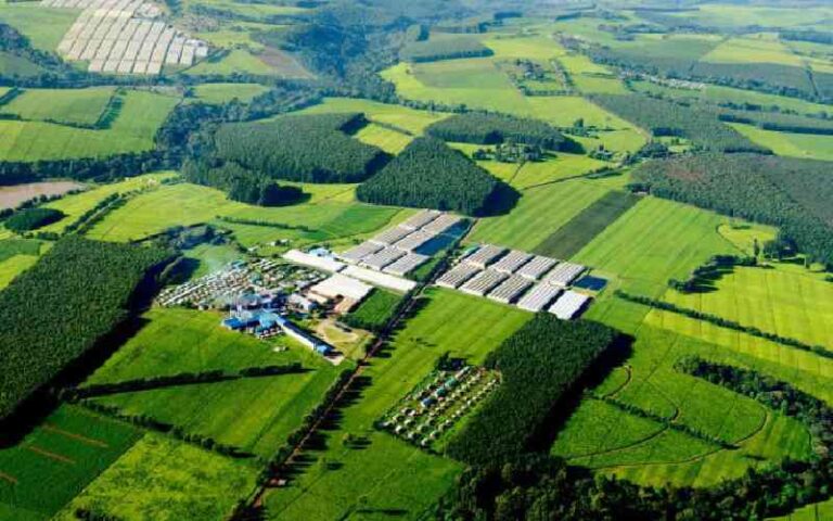 James Finlay sells its Kenya tea business to Sri Lanka investors