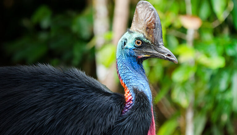 Cassowary Birds Arriving in Sri Lanka Today through Animal Exchange Program