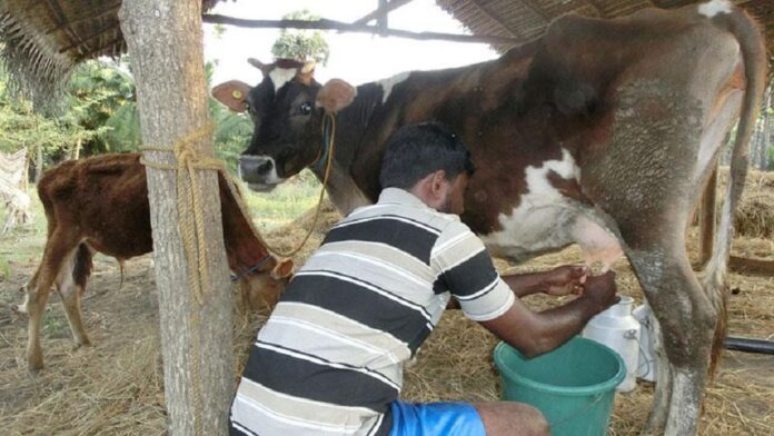 dairy cow sri lanka