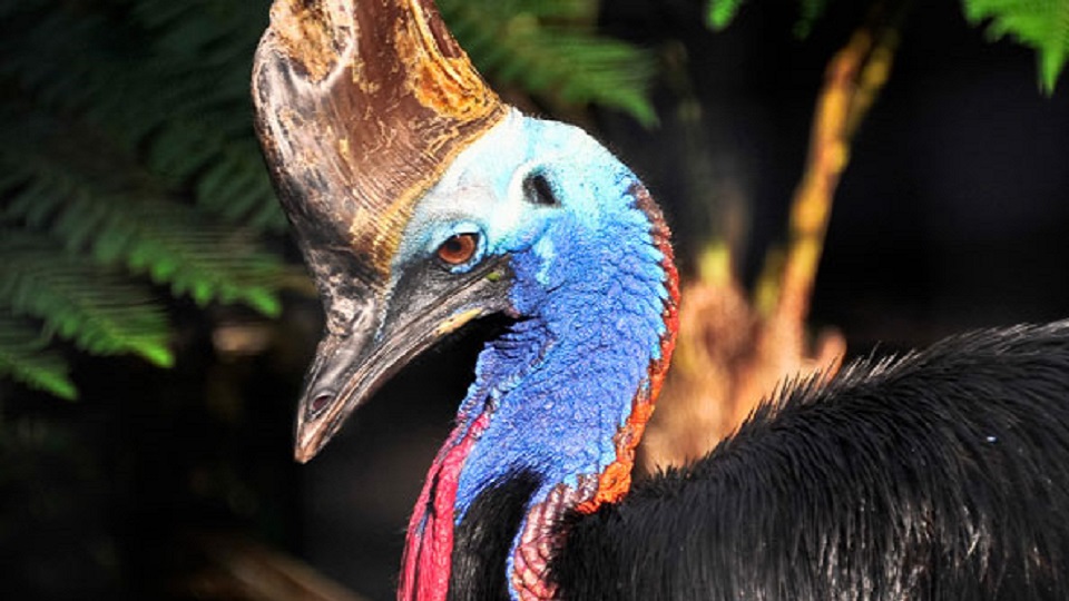 Sri Lanka welcomes three 'Double Wattled Cassowaries' - LNW Lanka News Web