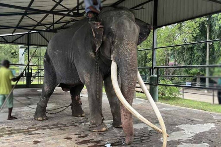 Russian cargo plane takes Tusker “Muthu Raja” back to Thailand