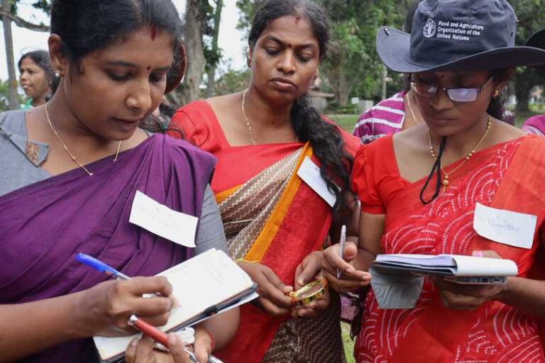 FAO SL Trains 300 Agriculture Extension Officers as Facilitators for Farmer Field Schools