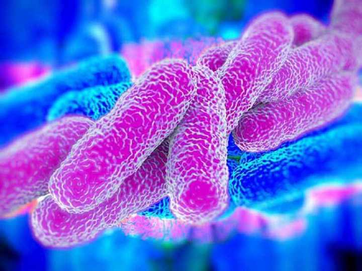 Deadly bacteria found on Bibby Stockholm: Migrants evacuated