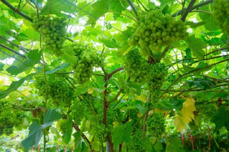 Sri Lanka to promote domestic grape cultivation with local expertise