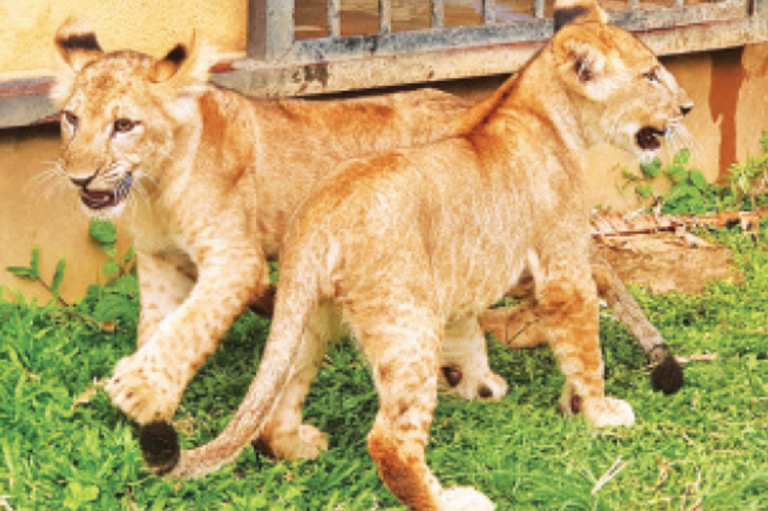 Adorable Lion Cubs Set to Charm Visitors at Ridiyagama Safari Park on World Lion’s Day
