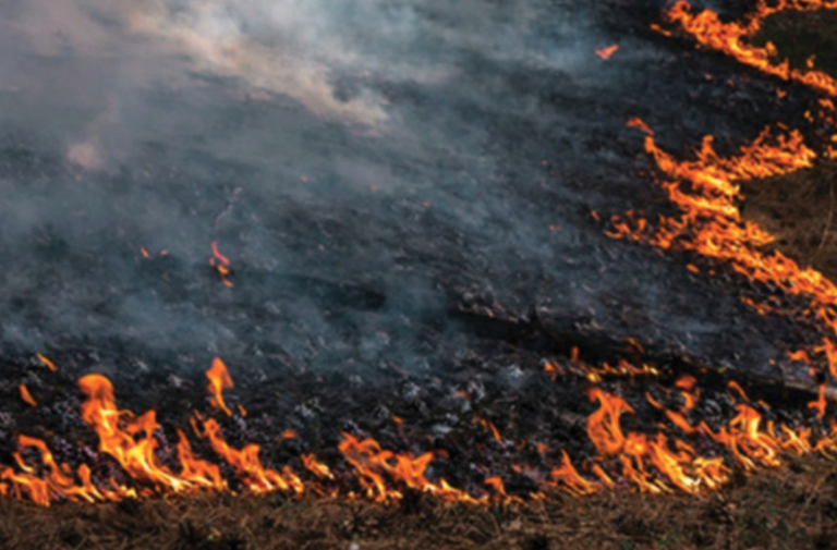 Massive Fire Ravages 3,000 Acres of Forest Reserves in Polonnaruwa, Sri Lanka