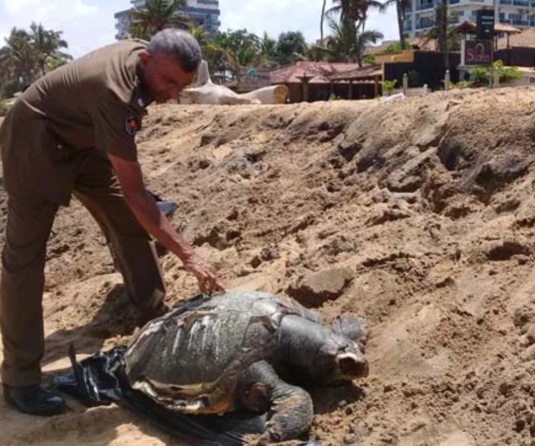 Underwater Explosion Suspected in Mass Sea Turtle Deaths on Sri Lankan Beaches