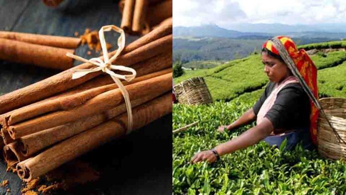 ceylon tea and cinnamon 2