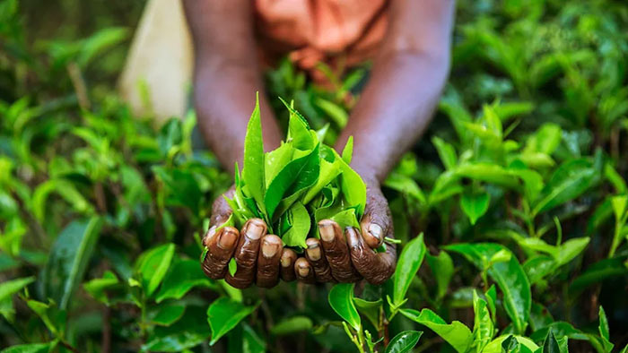 Sri Lanka tea prices dip 18 % from record high on production rebound