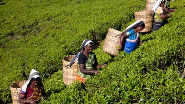 Revenue Share Model for estate workers welcomed by Planters