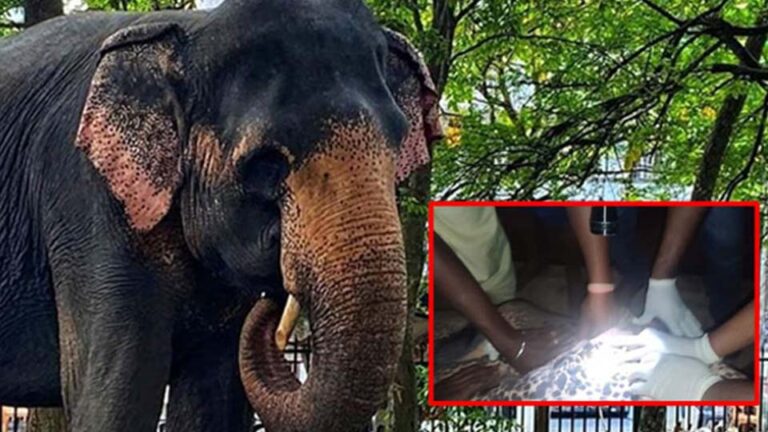 Civil defence dept officer arrested for shooting Perahera elephant ‘Sita’ granted bail