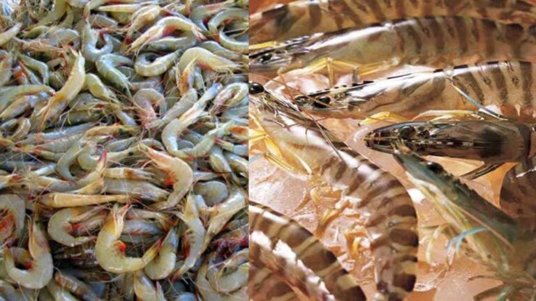 Fisheries ministry to crack down on shrimp farms causing pollution