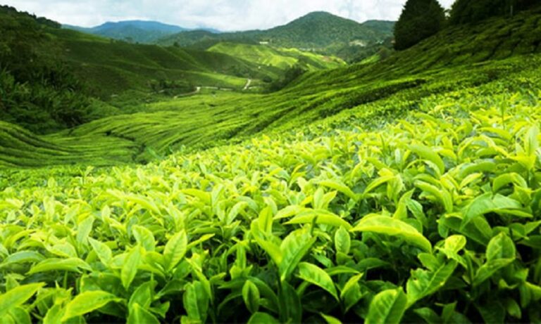 Sri Lanka Leads Global Tea Market with unique Blends and Resilient Industry