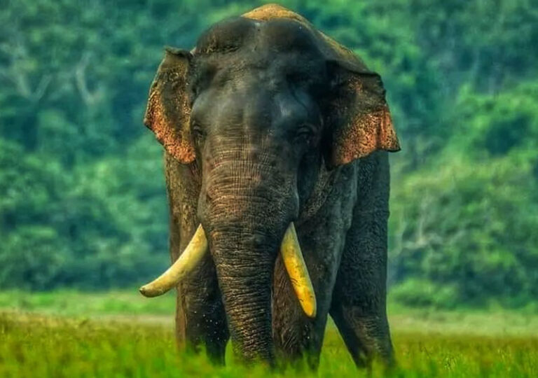 ‘Agbo’ the tusker critically injured in second shooting