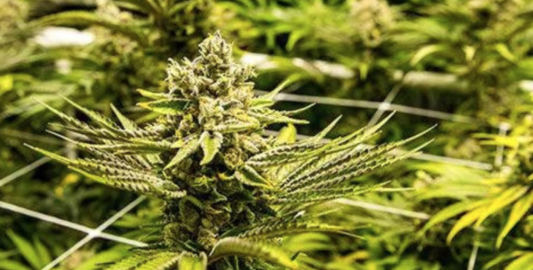 Sri Lanka Explores Cannabis Cultivation for Export Following Cabinet Proposal
