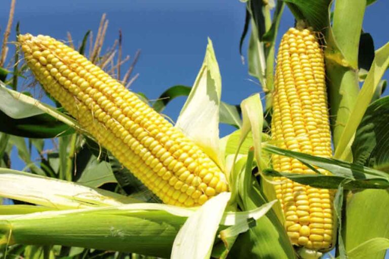 Finance Ministry’s drastic import tax cut on maize incurs heavy revenue loss