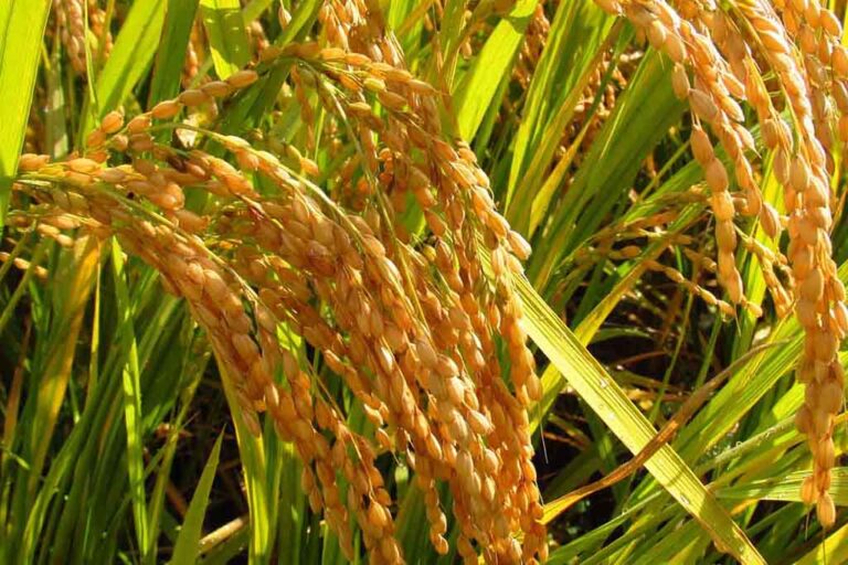 Over 700,000 kg paddy vanishes from govt storage