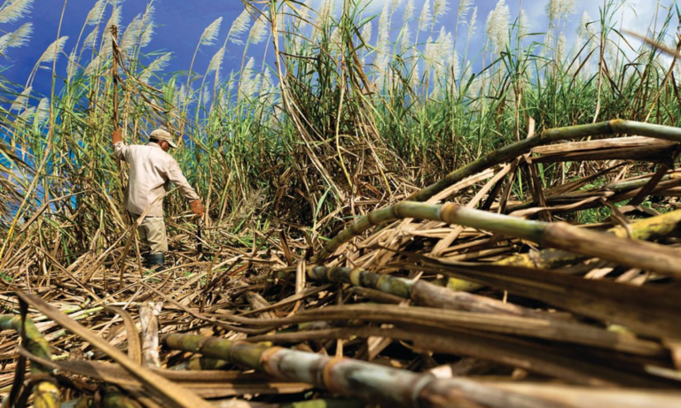 Ethanol Surplus Sparks Export Consideration & Sugar Production Boost