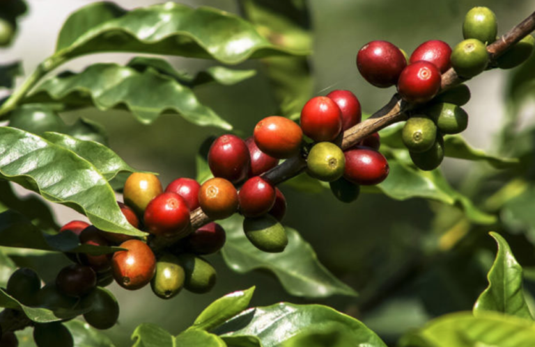 Agriculture Ministry Aims to Revive Coffee Cultivation, Allocates Rs. 400 Million for Expansion