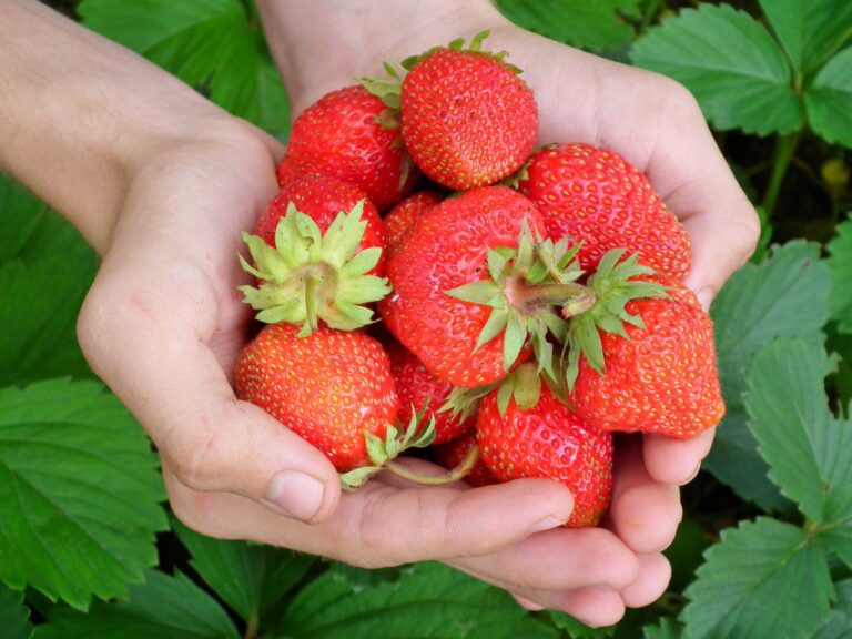 Export-based strawberry cultivation project gets agriculture ministry nod.