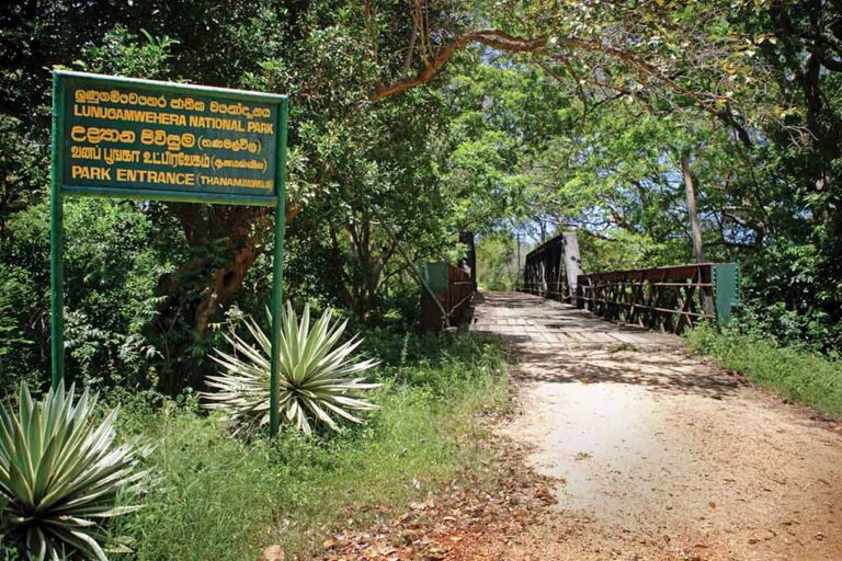 Wildlife Officer arrested in fatal shooting at Lunugamwehera Forest Reserve