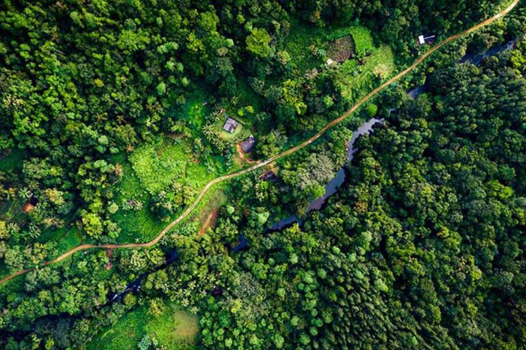 Foreign and local firms get forest land for mega projects in controversial deals