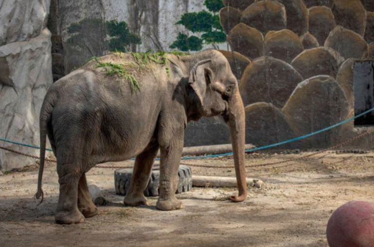 Manila Zoo Considers Preserving Mali, the Iconic Elephant, After Her Passing